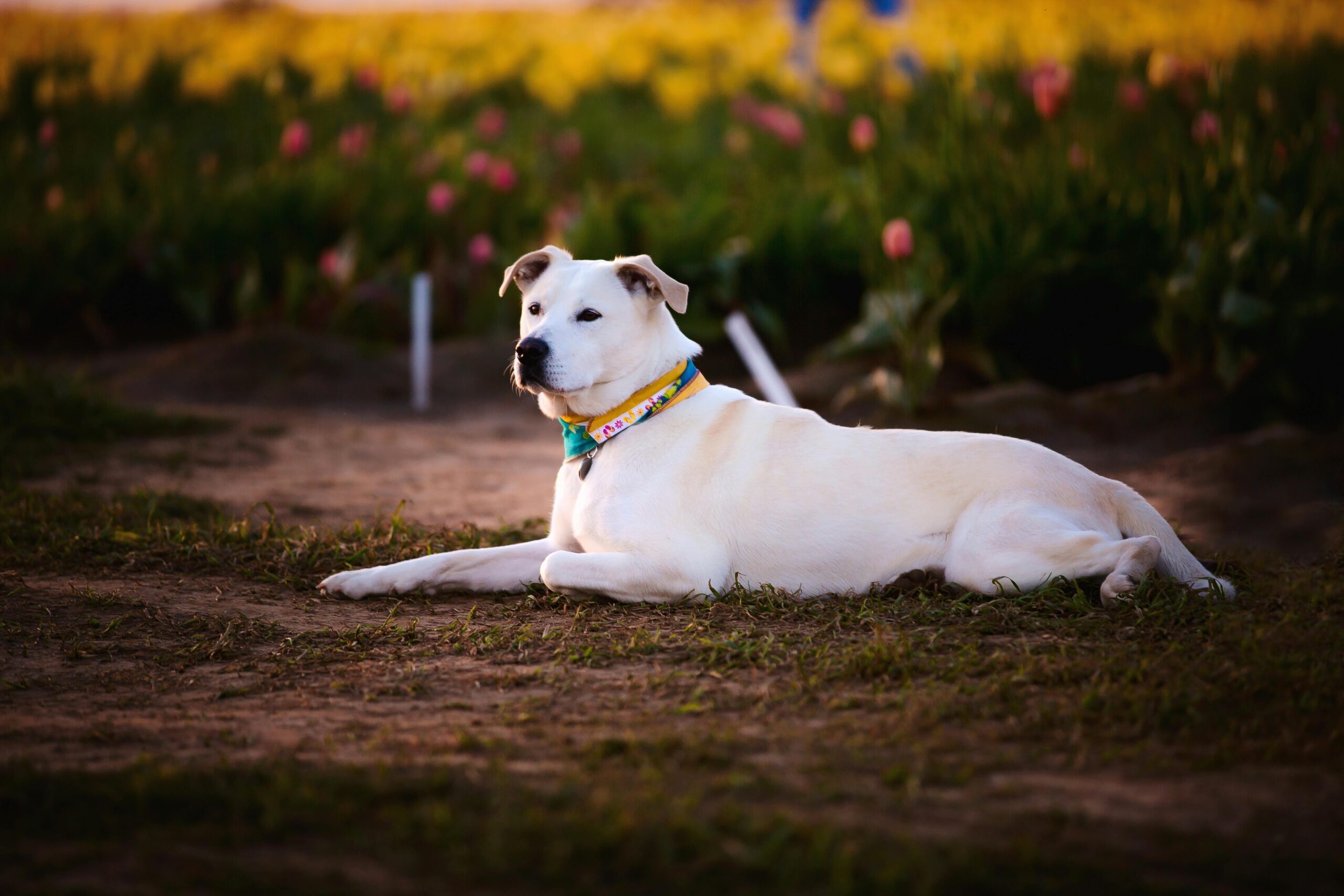 A purebred white retriever laying calmly in a blooming tulip field.